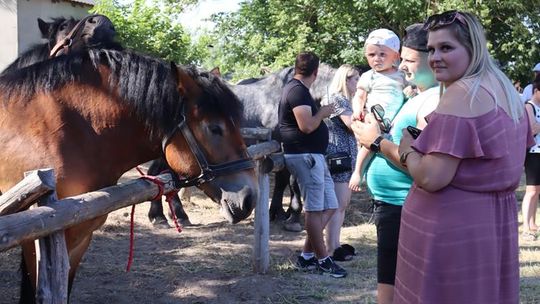 Gm. Ruda-Huta. Powiatowy Dzień Konia Zimnokrwistego [GALERIA ZDJĘĆ]