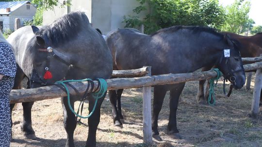 Gm. Ruda-Huta. Powiatowy Dzień Konia Zimnokrwistego [GALERIA ZDJĘĆ]