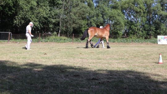 Gm. Ruda-Huta. Powiatowy Dzień Konia Zimnokrwistego [GALERIA ZDJĘĆ]