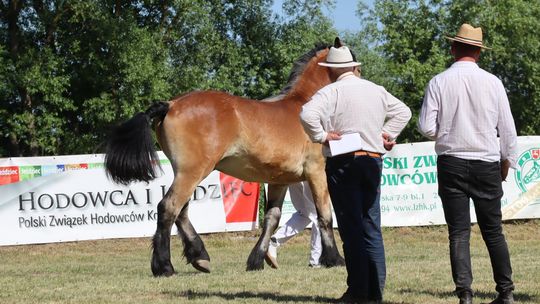 Gm. Ruda-Huta. Powiatowy Dzień Konia Zimnokrwistego [GALERIA ZDJĘĆ]