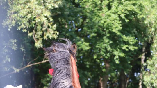 Gm. Ruda-Huta. Powiatowy Dzień Konia Zimnokrwistego [GALERIA ZDJĘĆ]