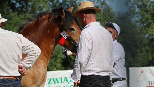 Gm. Ruda-Huta. Powiatowy Dzień Konia Zimnokrwistego [GALERIA ZDJĘĆ]