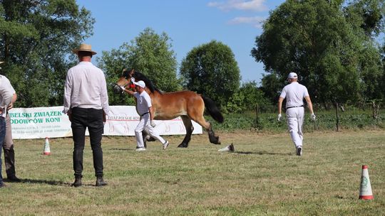 Gm. Ruda-Huta. Powiatowy Dzień Konia Zimnokrwistego [GALERIA ZDJĘĆ]