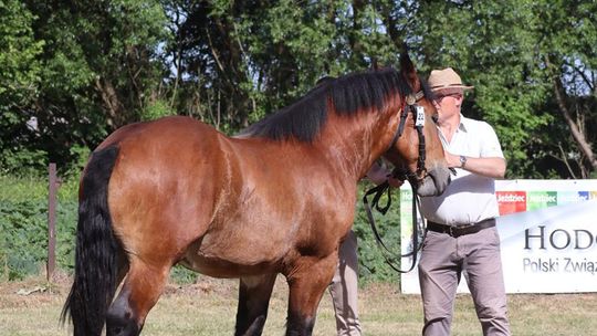 Gm. Ruda-Huta. Powiatowy Dzień Konia Zimnokrwistego [GALERIA ZDJĘĆ]
