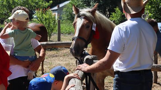 Gm. Ruda-Huta. Powiatowy Dzień Konia Zimnokrwistego [GALERIA ZDJĘĆ]