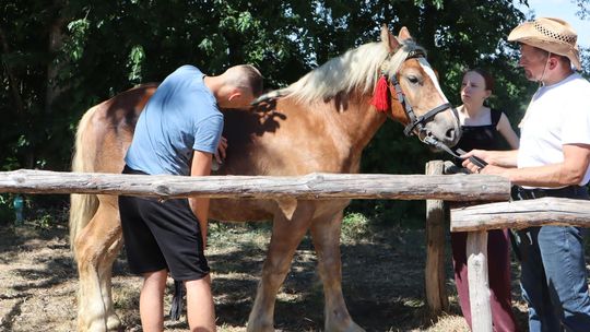 Gm. Ruda-Huta. Powiatowy Dzień Konia Zimnokrwistego [GALERIA ZDJĘĆ]
