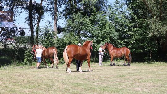 Gm. Ruda-Huta. Powiatowy Dzień Konia Zimnokrwistego [GALERIA ZDJĘĆ]
