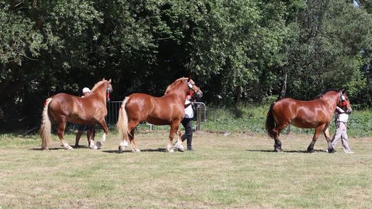 Gm. Ruda-Huta. Powiatowy Dzień Konia Zimnokrwistego [GALERIA ZDJĘĆ]