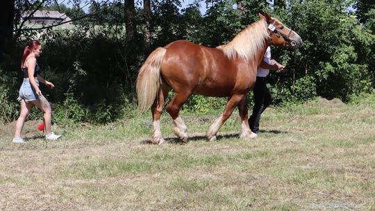 Gm. Ruda-Huta. Powiatowy Dzień Konia Zimnokrwistego [GALERIA ZDJĘĆ]