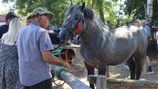 Gm. Ruda-Huta. Powiatowy Dzień Konia Zimnokrwistego [GALERIA ZDJĘĆ]