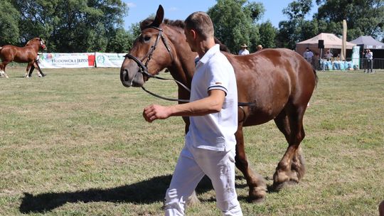 Gm. Ruda-Huta. Powiatowy Dzień Konia Zimnokrwistego [GALERIA ZDJĘĆ]