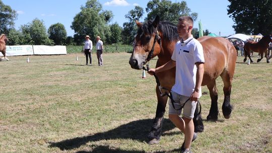 Gm. Ruda-Huta. Powiatowy Dzień Konia Zimnokrwistego [GALERIA ZDJĘĆ]