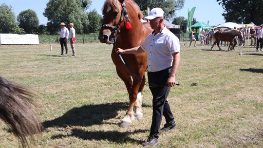 Gm. Ruda-Huta. Powiatowy Dzień Konia Zimnokrwistego [GALERIA ZDJĘĆ]
