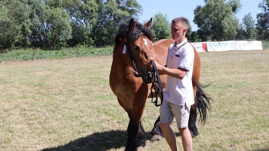 Gm. Ruda-Huta. Powiatowy Dzień Konia Zimnokrwistego [GALERIA ZDJĘĆ]