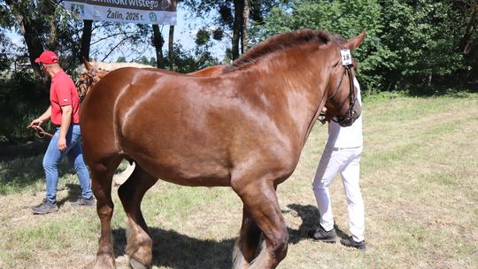 Gm. Ruda-Huta. Powiatowy Dzień Konia Zimnokrwistego [GALERIA ZDJĘĆ]