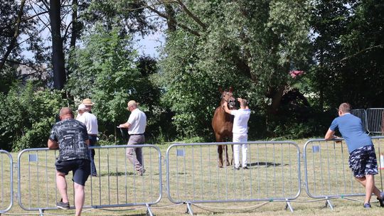 Gm. Ruda-Huta. Powiatowy Dzień Konia Zimnokrwistego [GALERIA ZDJĘĆ]