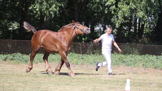 Gm. Ruda-Huta. Powiatowy Dzień Konia Zimnokrwistego [GALERIA ZDJĘĆ]