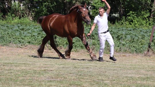 Gm. Ruda-Huta. Powiatowy Dzień Konia Zimnokrwistego [GALERIA ZDJĘĆ]