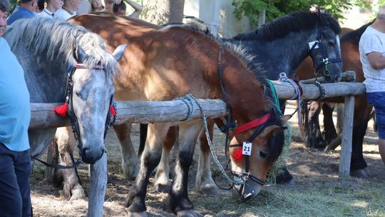 Gm. Ruda-Huta. Powiatowy Dzień Konia Zimnokrwistego [GALERIA ZDJĘĆ]
