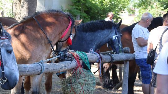 Gm. Ruda-Huta. Powiatowy Dzień Konia Zimnokrwistego [GALERIA ZDJĘĆ]