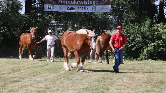Gm. Ruda-Huta. Powiatowy Dzień Konia Zimnokrwistego [GALERIA ZDJĘĆ]