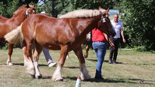 Gm. Ruda-Huta. Powiatowy Dzień Konia Zimnokrwistego [GALERIA ZDJĘĆ]