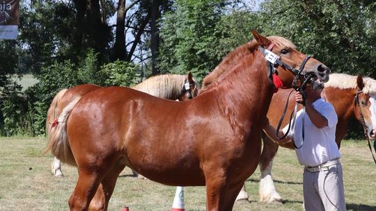 Gm. Ruda-Huta. Powiatowy Dzień Konia Zimnokrwistego [GALERIA ZDJĘĆ]