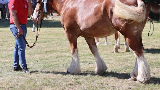 Gm. Ruda-Huta. Powiatowy Dzień Konia Zimnokrwistego [GALERIA ZDJĘĆ]