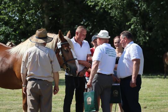 Gm. Ruda-Huta. Powiatowy Dzień Konia Zimnokrwistego [GALERIA ZDJĘĆ]