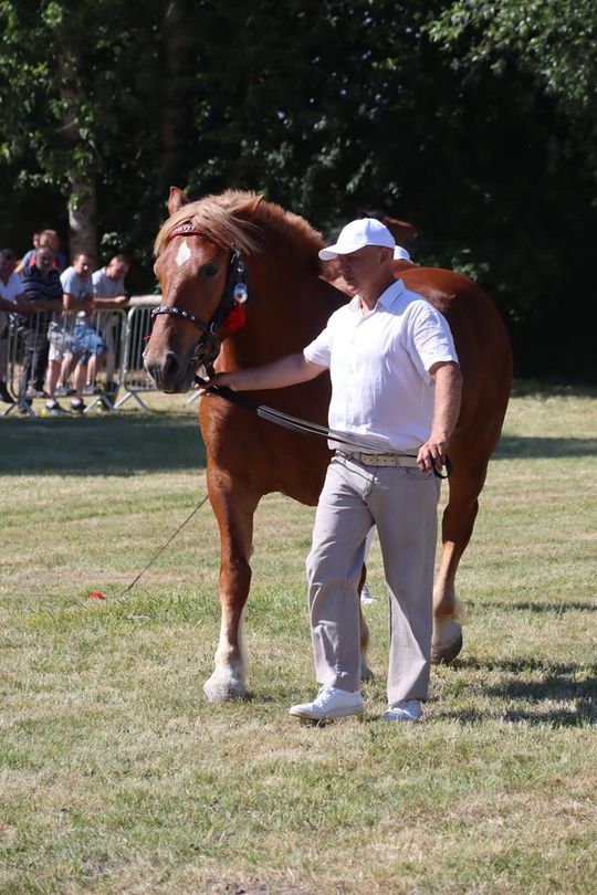 Gm. Ruda-Huta. Powiatowy Dzień Konia Zimnokrwistego [GALERIA ZDJĘĆ]