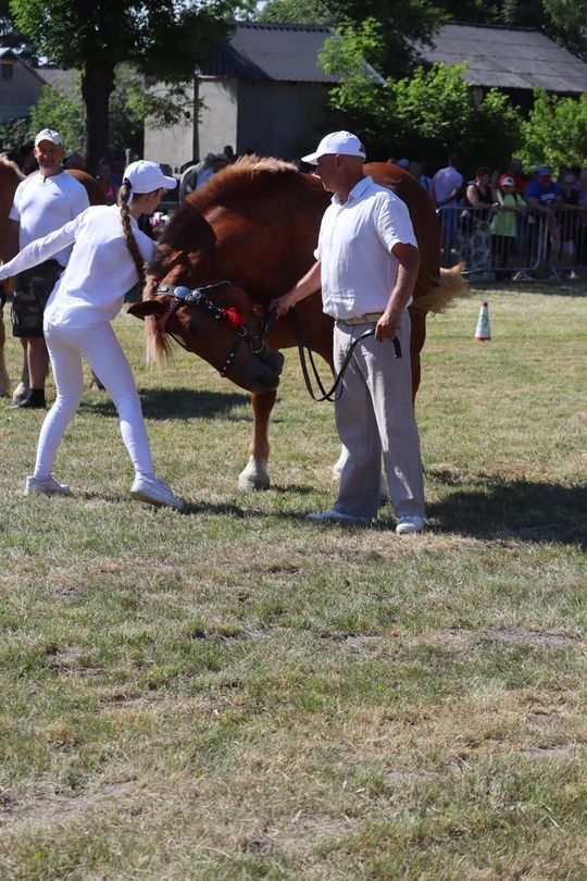 Gm. Ruda-Huta. Powiatowy Dzień Konia Zimnokrwistego [GALERIA ZDJĘĆ]