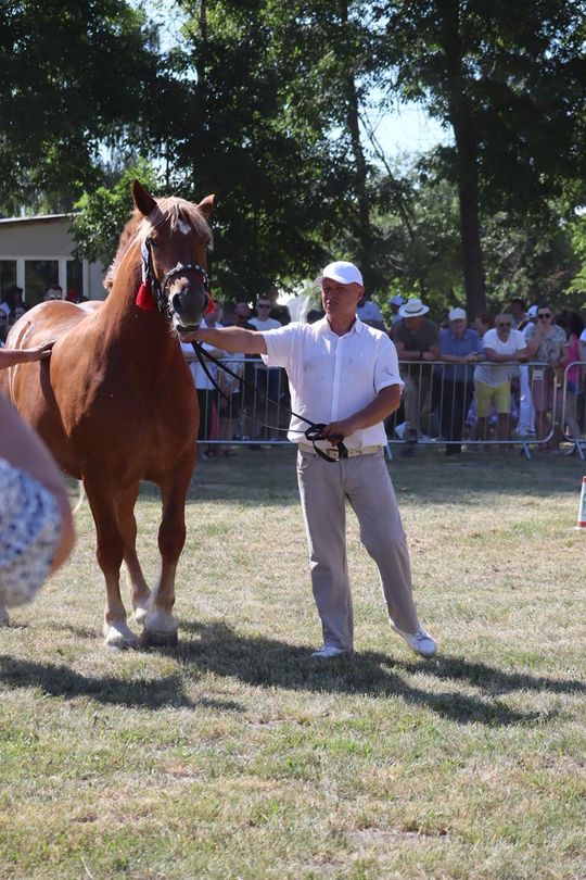 Gm. Ruda-Huta. Powiatowy Dzień Konia Zimnokrwistego [GALERIA ZDJĘĆ]