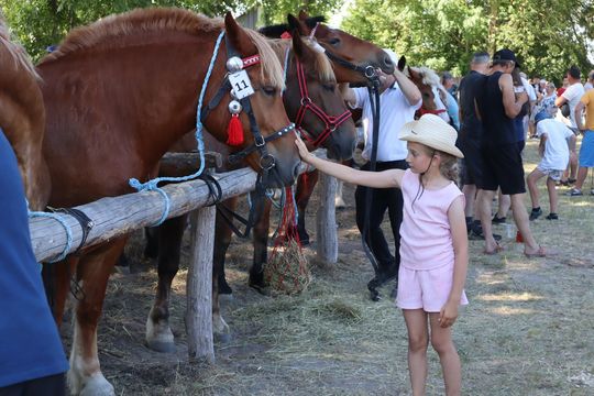 Gm. Ruda-Huta. Powiatowy Dzień Konia Zimnokrwistego [GALERIA ZDJĘĆ]