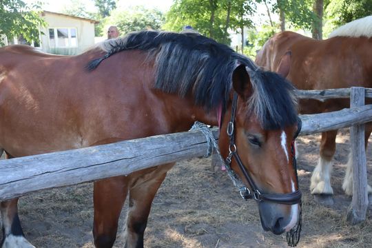 Gm. Ruda-Huta. Powiatowy Dzień Konia Zimnokrwistego [GALERIA ZDJĘĆ]