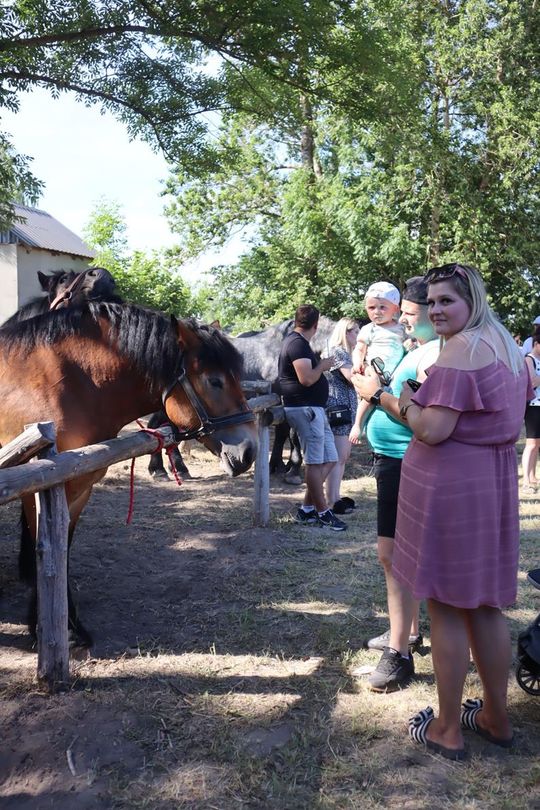 Gm. Ruda-Huta. Powiatowy Dzień Konia Zimnokrwistego [GALERIA ZDJĘĆ]