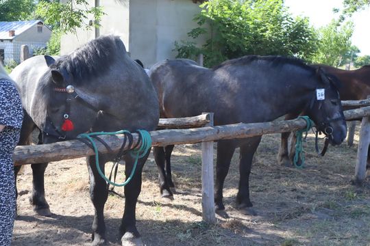 Gm. Ruda-Huta. Powiatowy Dzień Konia Zimnokrwistego [GALERIA ZDJĘĆ]