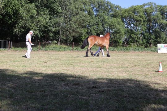 Gm. Ruda-Huta. Powiatowy Dzień Konia Zimnokrwistego [GALERIA ZDJĘĆ]