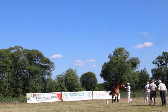Gm. Ruda-Huta. Powiatowy Dzień Konia Zimnokrwistego [GALERIA ZDJĘĆ]