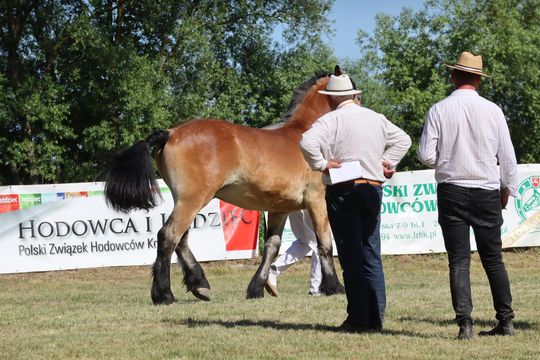 Gm. Ruda-Huta. Powiatowy Dzień Konia Zimnokrwistego [GALERIA ZDJĘĆ]