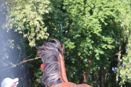 Gm. Ruda-Huta. Powiatowy Dzień Konia Zimnokrwistego [GALERIA ZDJĘĆ]