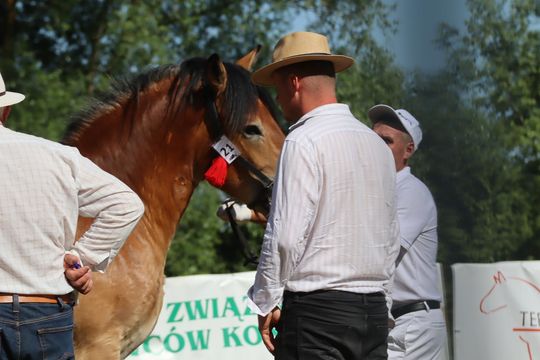 Gm. Ruda-Huta. Powiatowy Dzień Konia Zimnokrwistego [GALERIA ZDJĘĆ]