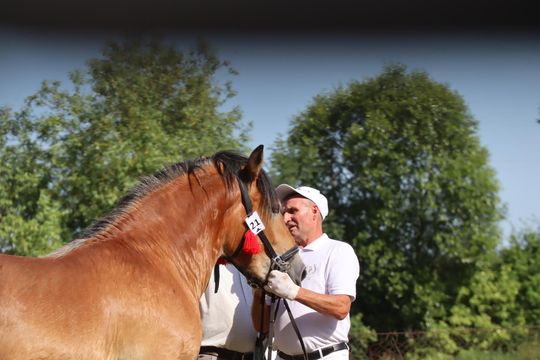Gm. Ruda-Huta. Powiatowy Dzień Konia Zimnokrwistego [GALERIA ZDJĘĆ]