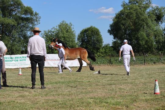 Gm. Ruda-Huta. Powiatowy Dzień Konia Zimnokrwistego [GALERIA ZDJĘĆ]