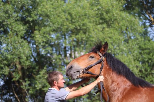 Gm. Ruda-Huta. Powiatowy Dzień Konia Zimnokrwistego [GALERIA ZDJĘĆ]