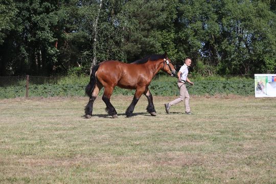 Gm. Ruda-Huta. Powiatowy Dzień Konia Zimnokrwistego [GALERIA ZDJĘĆ]