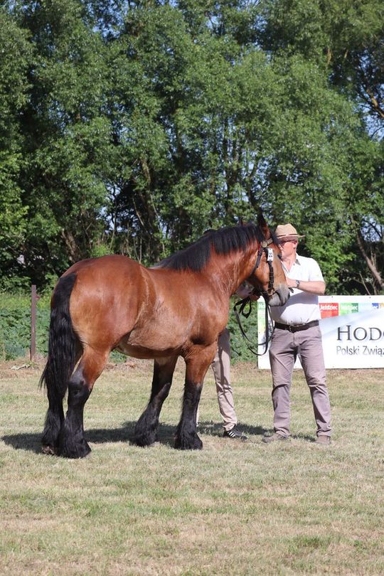 Gm. Ruda-Huta. Powiatowy Dzień Konia Zimnokrwistego [GALERIA ZDJĘĆ]