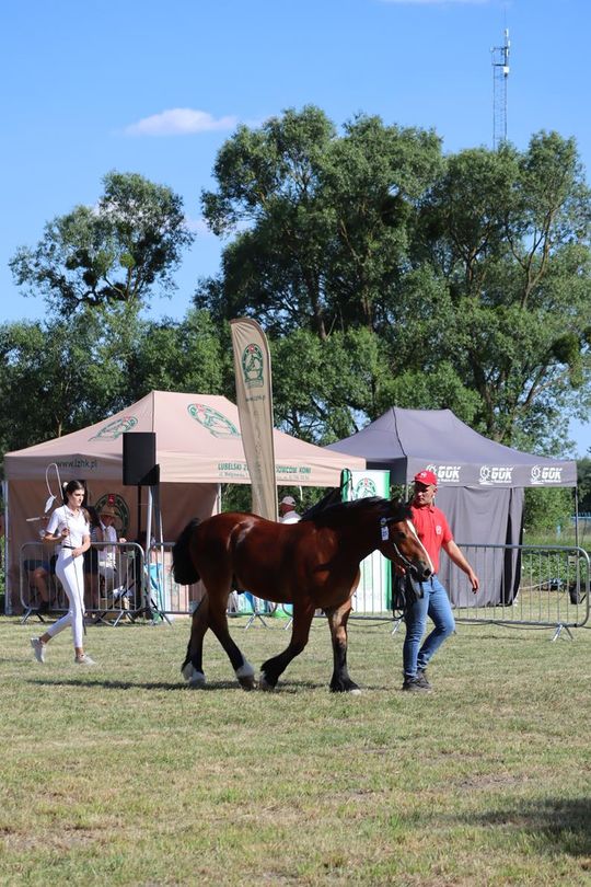 Gm. Ruda-Huta. Powiatowy Dzień Konia Zimnokrwistego [GALERIA ZDJĘĆ]