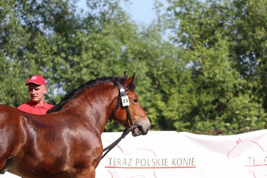 Gm. Ruda-Huta. Powiatowy Dzień Konia Zimnokrwistego [GALERIA ZDJĘĆ]