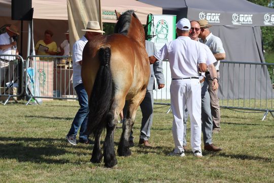 Gm. Ruda-Huta. Powiatowy Dzień Konia Zimnokrwistego [GALERIA ZDJĘĆ]