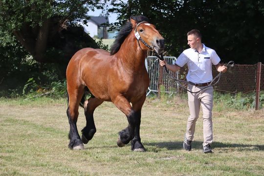 Gm. Ruda-Huta. Powiatowy Dzień Konia Zimnokrwistego [GALERIA ZDJĘĆ]